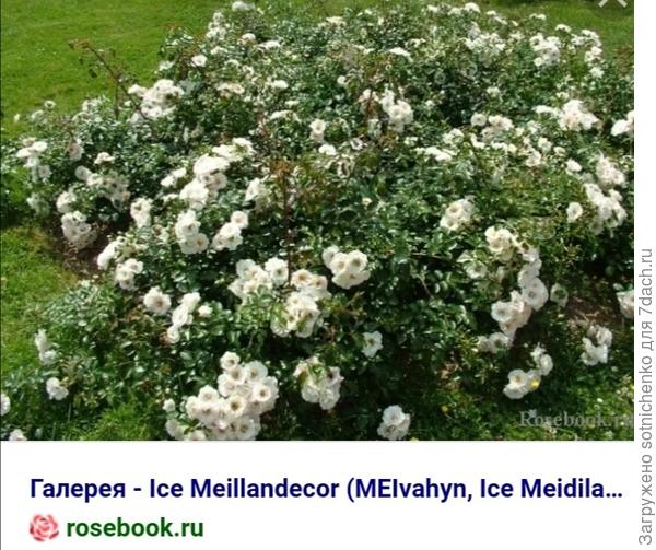 Фото с сайта rosebook.