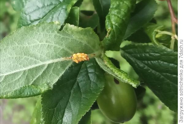 Яйца какого-то насекомого только на  на другой алыче . Фото от 8 мая.