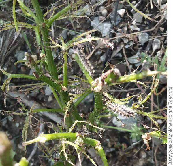 А вот так гусеницы &amp;quot;обглолали&amp;quot; садовый виноград у обочины. Фото от 30 мая.