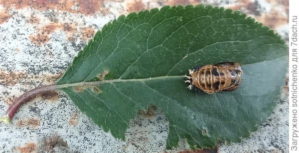 Это уже пустая оболочка после выхода "насекомого".