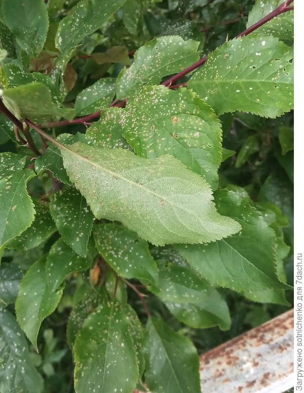 Вот начало скелетирования листьев.