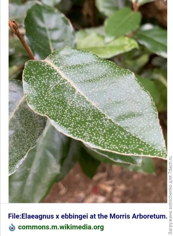 Фото лоха Эббинге на сайте Википедия.