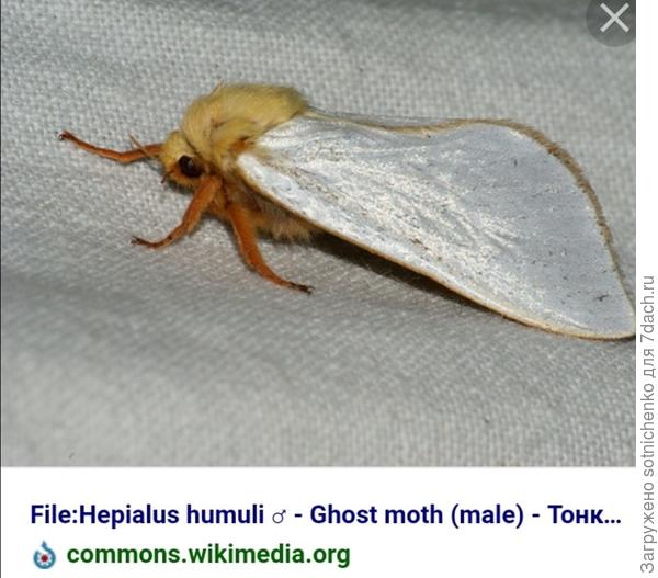 Фото из Векипедии. Причём светлую окраску сверху крыльев имеют самцы. Самочки же желто-охровые оттенки с  рисунком