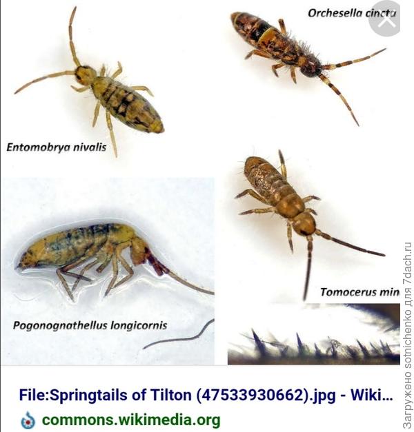 Посмотрите, может быть похоже визуально на, как на ваших фото.