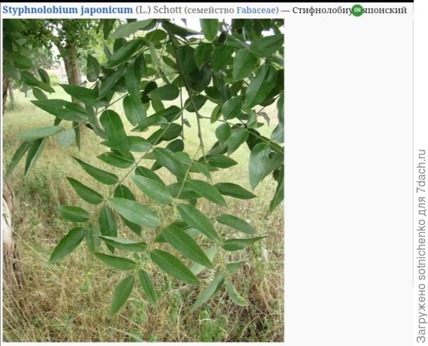 Фото на сайте Плантариум.