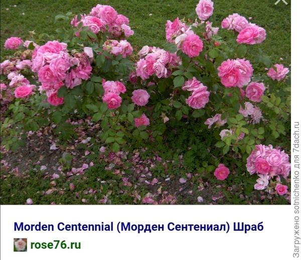 Сорт " Морден Сентиниал".