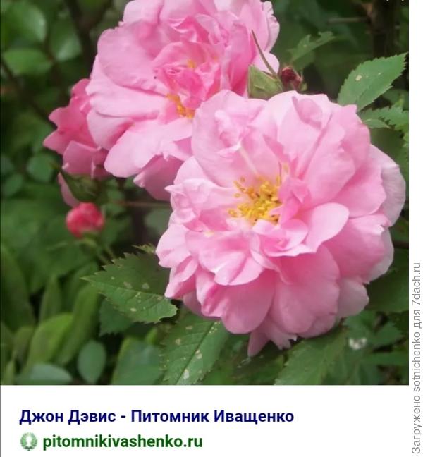 Сорт  &quot; Джон Дэвис &quot;.