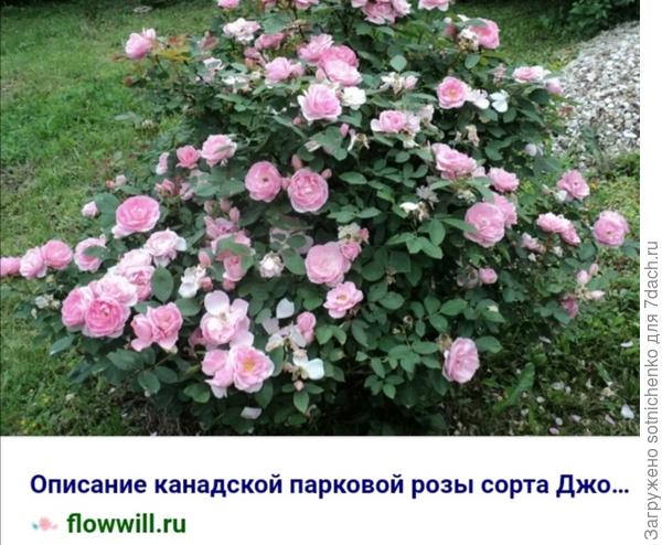 Сорт &quot;Джон Дэвис&quot;.