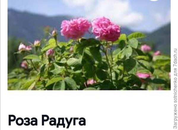 Сорт " Радуга ".