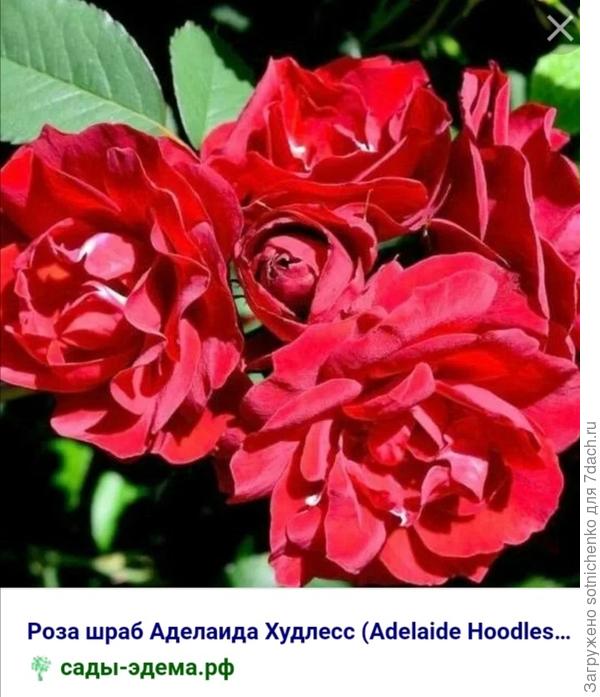 Сорт "Аделаида Худлесс".