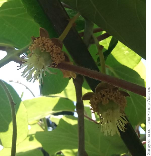 А это уже завязавшиеся плоды на деликатесной актинидии.