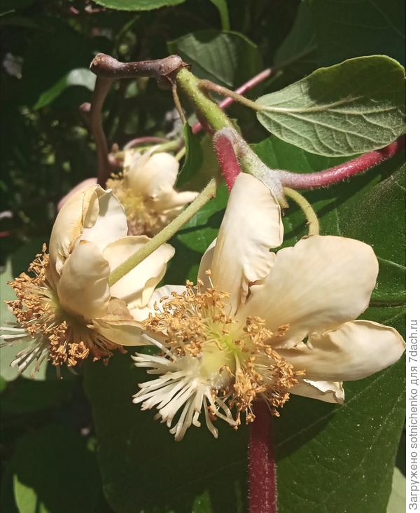 Цветение актинидии деликатесной, женские цветы.
