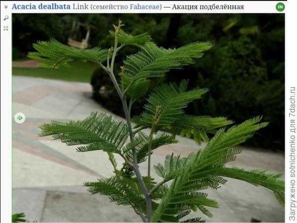 Акация подбеленная, на сайте Плантариум.