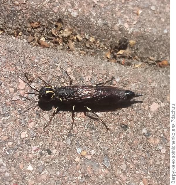 Сегодняшнее фото.