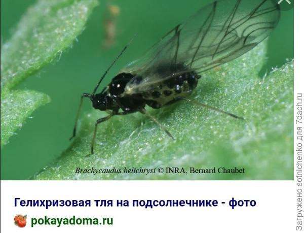 Фото из интернета.