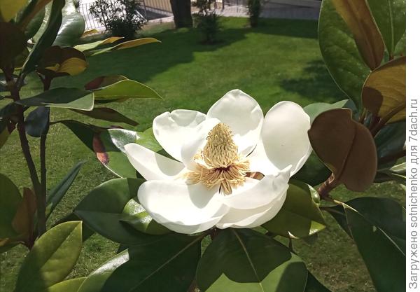 Magnolia grandiflora, fotografie pořízená v červnu.