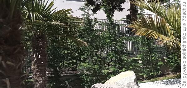 Живая изгородь на заднем плане из кипарисовика Лейланда.