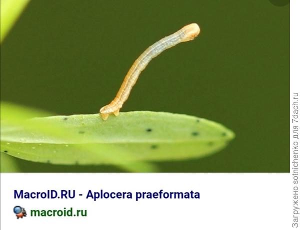 Гусеница пяденицы дымчатой.