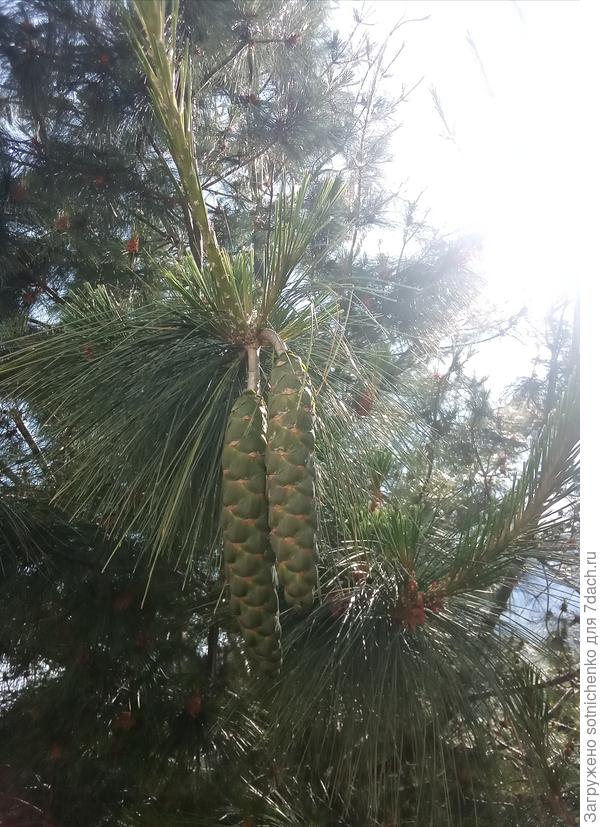 Предположительно сосна Арманди, 5 хвоинок в мутовках (июньское фото).