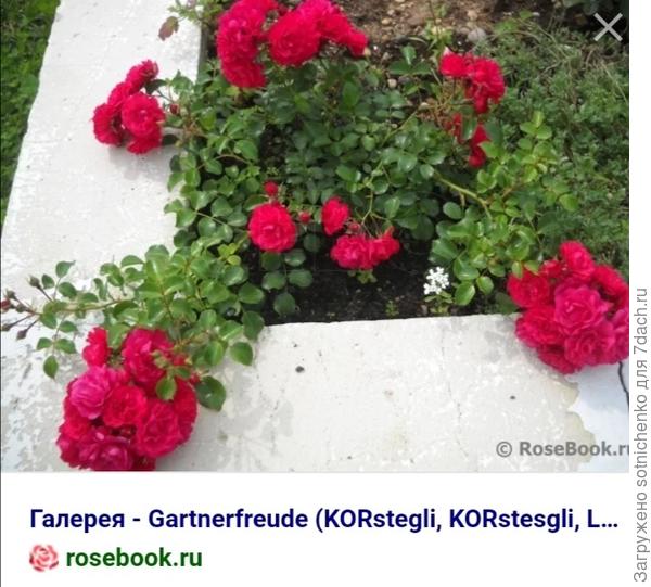 Сорт" Гартенфройде".