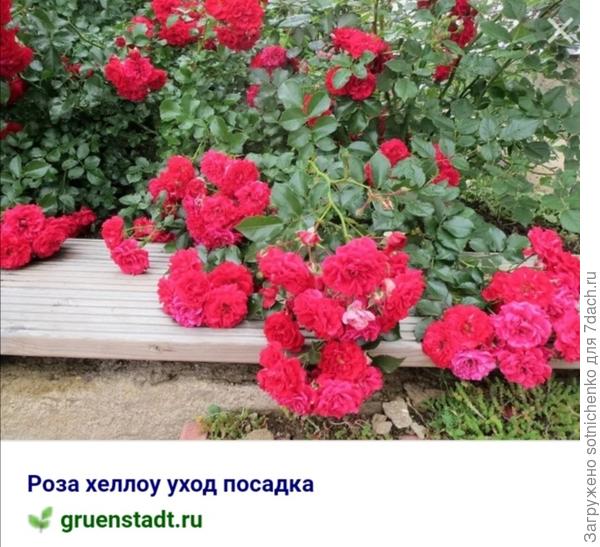 Сорт "Хеллоу".