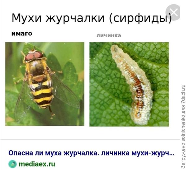 Имаго и личинка мухи журчалки.