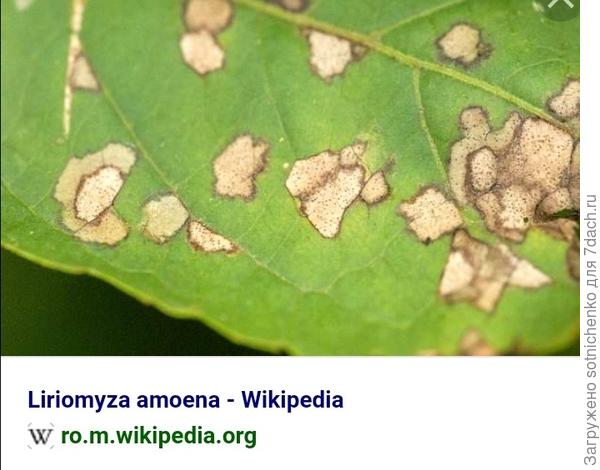 Минер бузиновый.