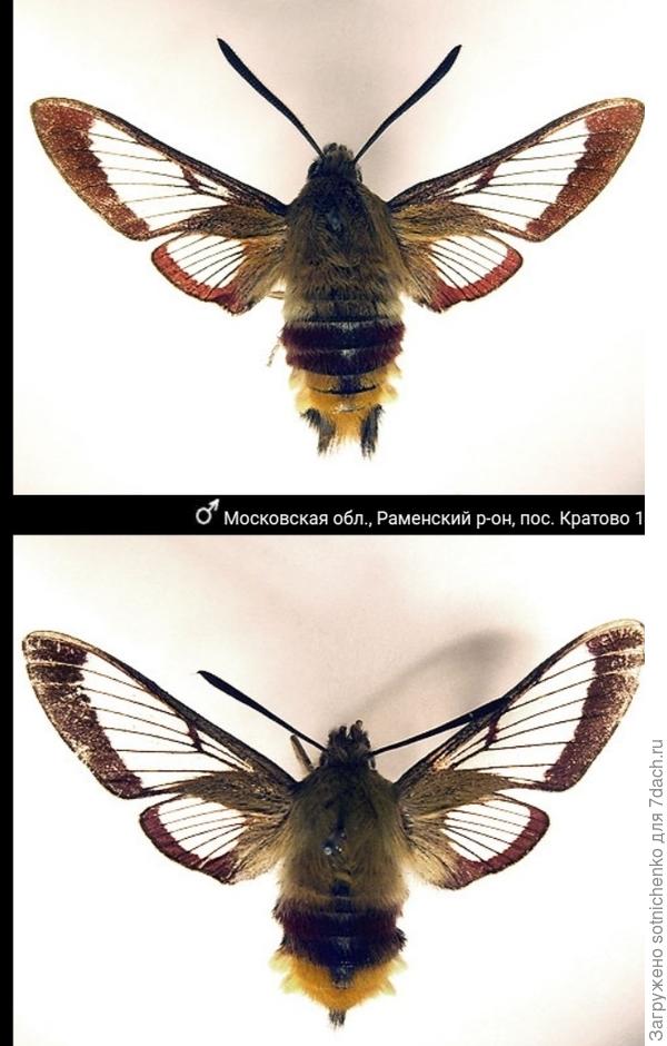 Шмелевидка жимолостна. Верхнее фото самец, нижнее самочка.  insectamo. ru.