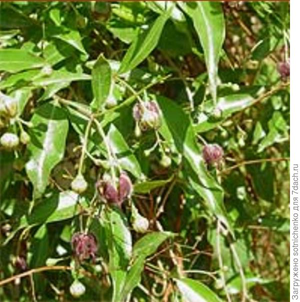 Фото цветущего обвойника заборного на сайте Энциклопедия декоративных садовых растений.