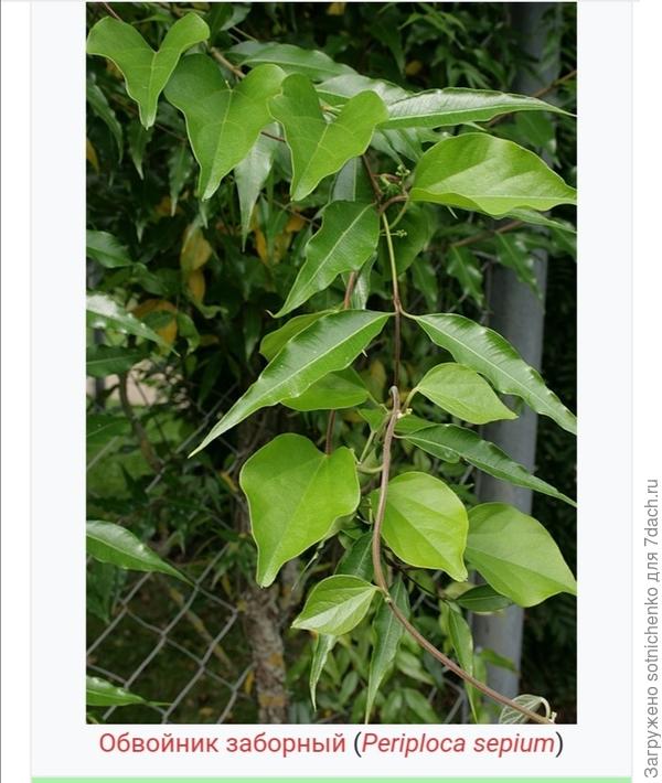 Обвойник заборный, фото на сайте Википедия.