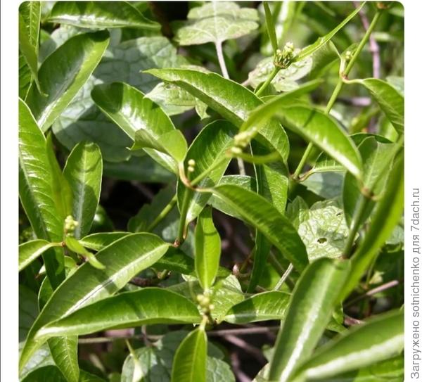 Фото на сайте picturethisiai. com