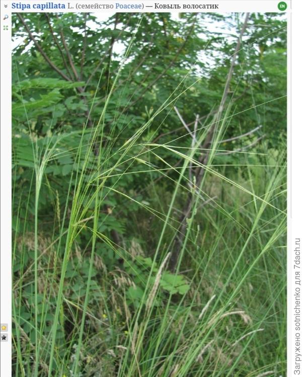 Фото на сайте Плантариум.