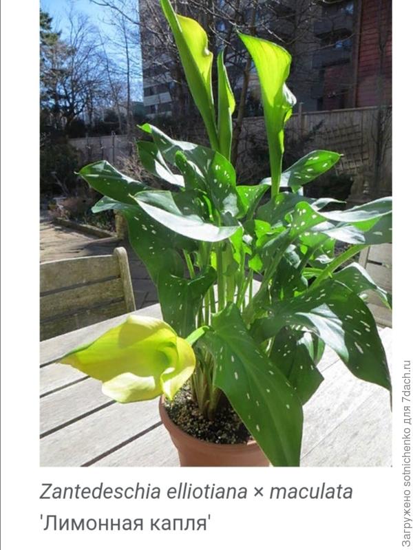 Зантедеския. Фото на сайте Википедия.