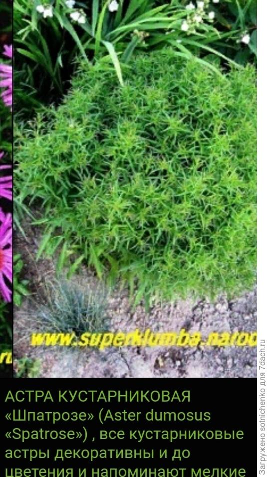 Фото астры кустарниковой на сайте superklumva. su