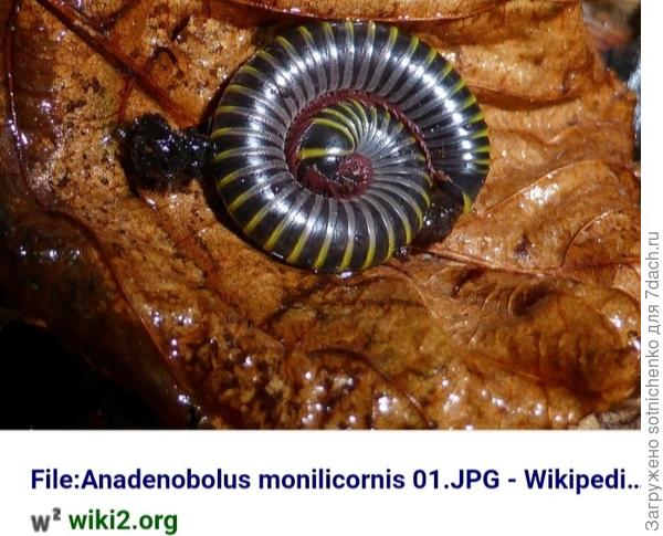 С меньшей долей вероятности похоже  на какой-то вид кивсяка (многоножка).