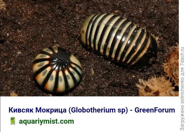 Возможно, что это один из видов клубовидок (мокрицы, броненосцы).