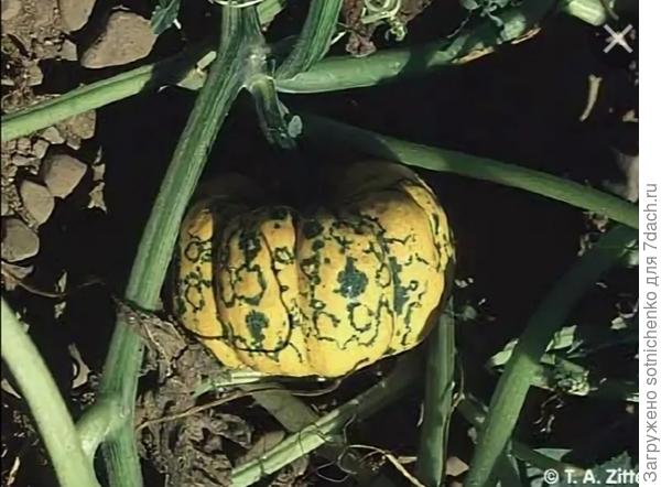 Watetmelon mosaic potyvirus.