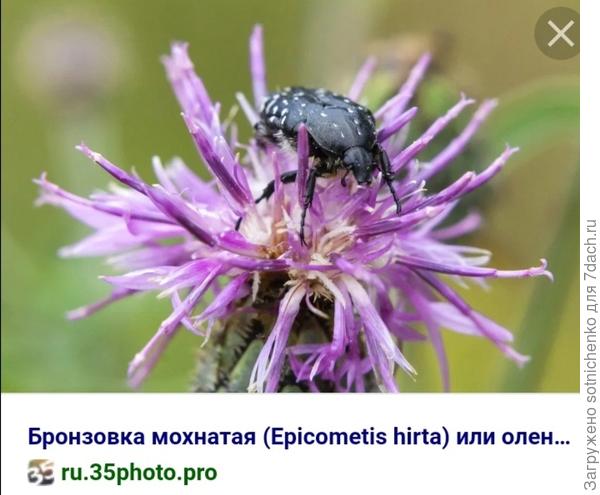 Оленка мохнатая.