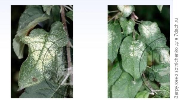 Повреждение клопом кружевницей грушевой. Фото на сайте http//:cz23.ru