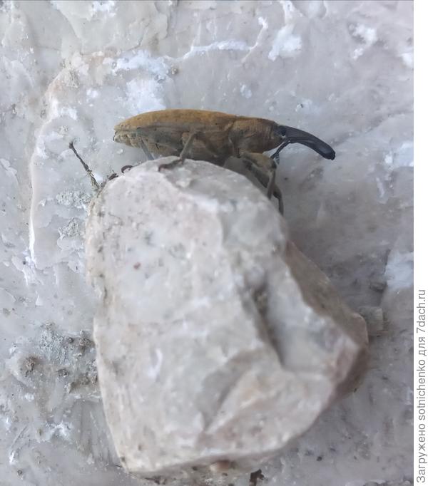 Фото ларина пятнистого, фото сделала в июне.