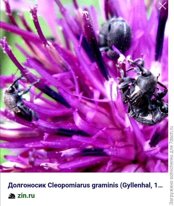 Долгоносики.