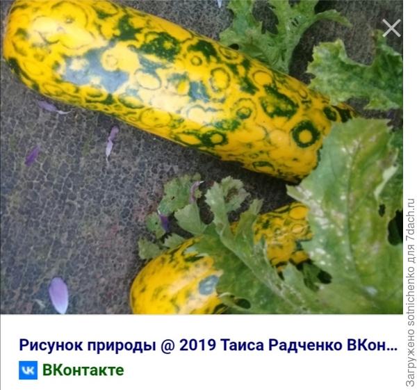 Если же листья видоизменены, тогда возможно это вирус мозаики арбуза.