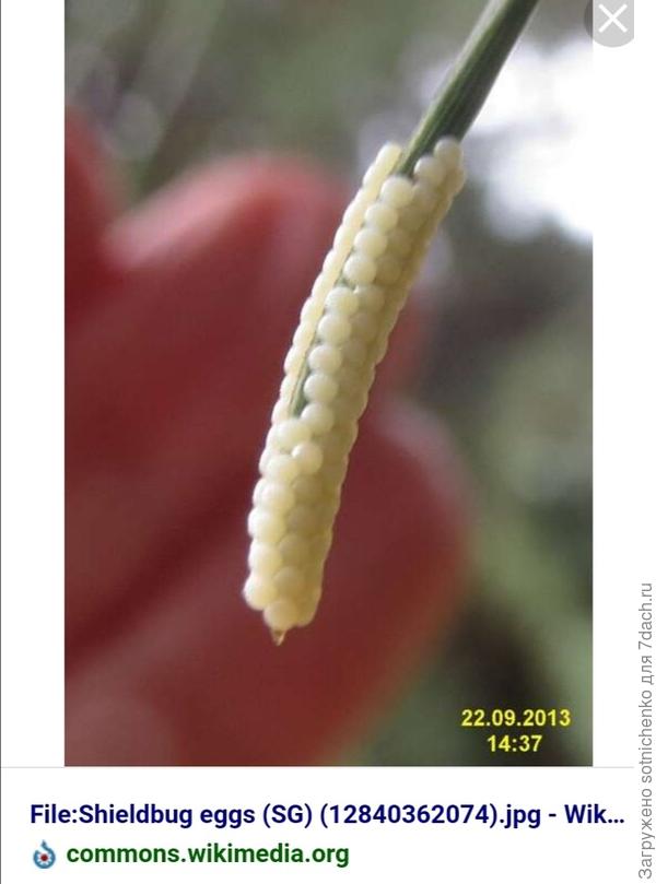 Яйца клопа-щитника.
