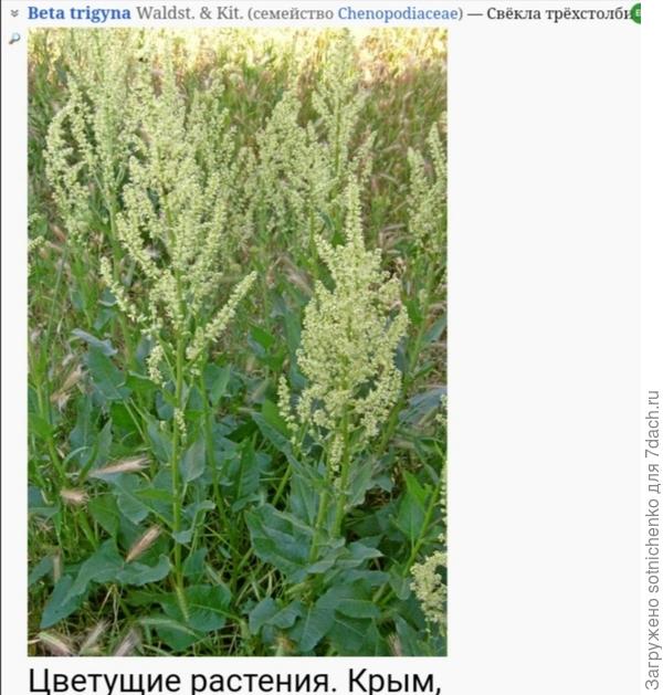 Свёкла трехстолбиковая на сайте Плантариум.