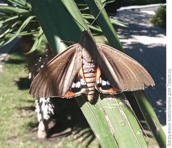 Уругвайская огневка, пальмовый мотылёк.