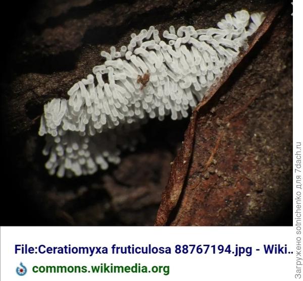 Цирациомикса кустарниковая.