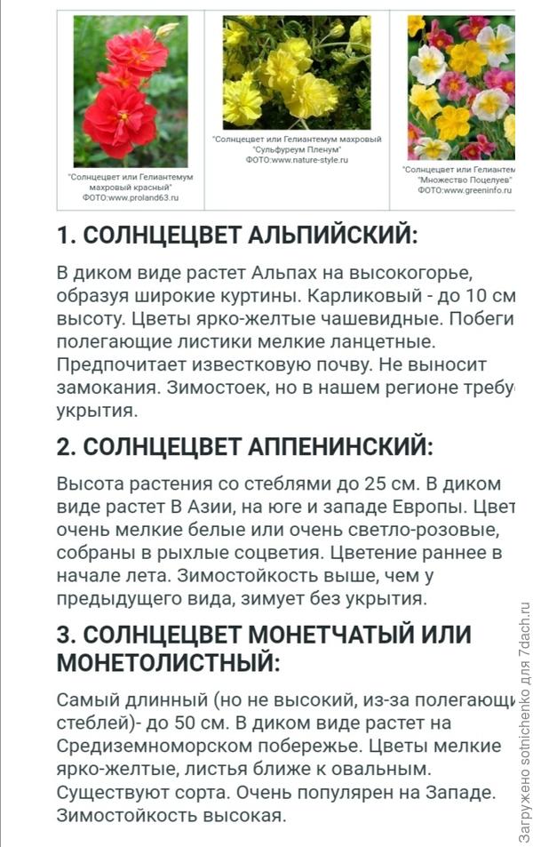 http://chelsad.ru index.php solntse... Челябинский садовод.