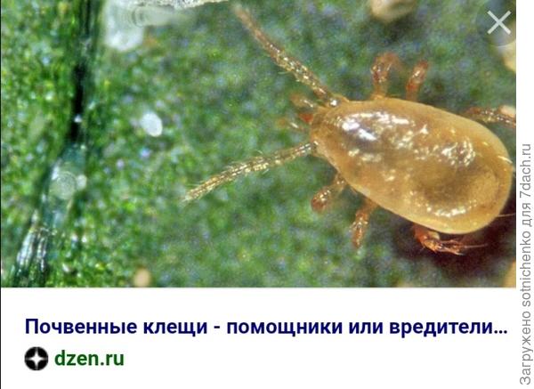 Почвенный клещ.