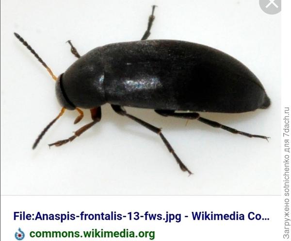 Ложноцветковый жук.