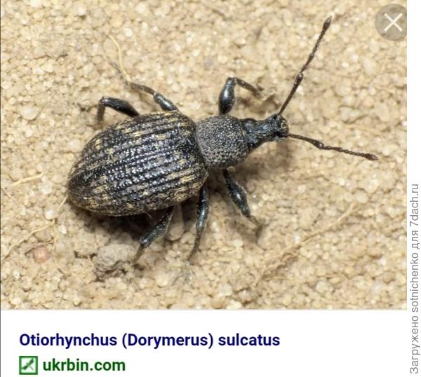 Скосарь одиночный.